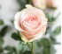 Роза Классическая Amorosa