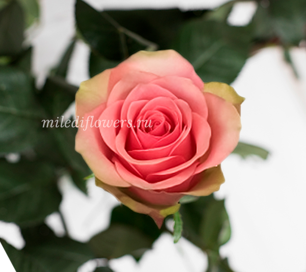 Роза классическая Bellevue