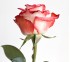Роза классическая Blush
