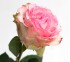 Роза классическая Esperance