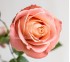 Роза классическая Fado