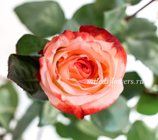 Роза классическая Farfalla