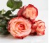Роза классическая Farfalla