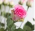 Роза классическая Maliby