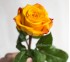 Роза классическая Marie Claire