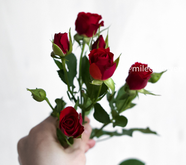 Роза кустовая Mirabel