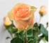 Роза Классическая Nectarine