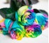 Роза Классическая Vendela Rainbow