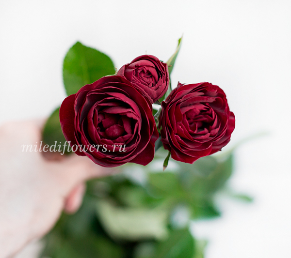 Роза кустовая Ruby