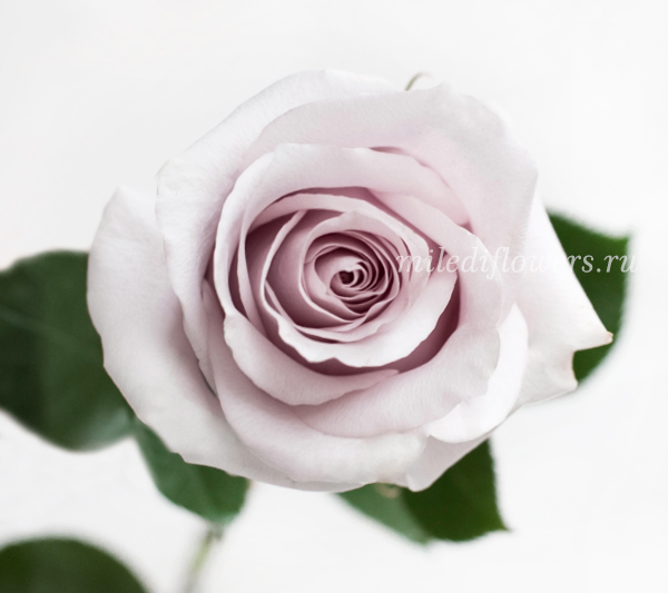 Роза классическая Safi