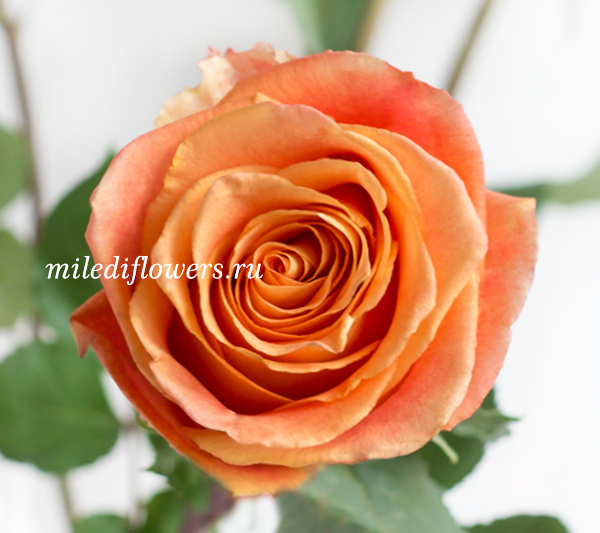 Роза классическая Silantoi