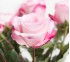 Роза классическая Vania