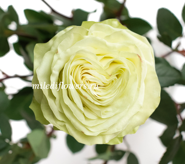 Роза классическая Wasabi