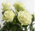 Роза классическая Wasabi