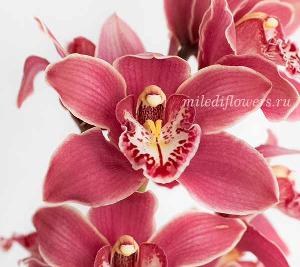 Орхидея Cymbidium Crimson