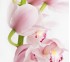 Орхидея Cymbidium Pink