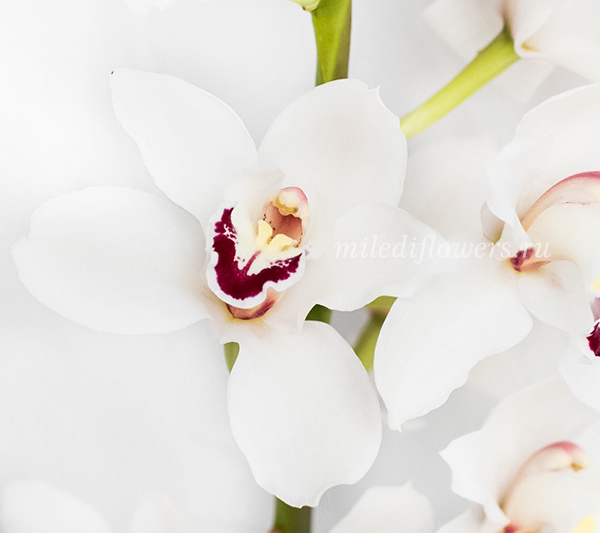 Орхидея Cymbidium White