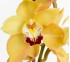 Орхидея Cymbidium Yellow