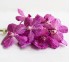 Орхидея Vanda Rosy