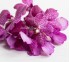 Орхидея Vanda Rosy