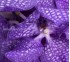 Орхидея Vanda Blue Magic