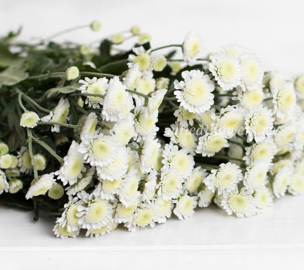 Хризантема сталион белая фото
